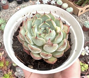 E. NORMA POTE 9