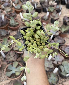 COTYLEDON PENDENS POTE 7