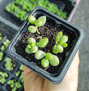 COTYLEDON PENDENS POTE 7