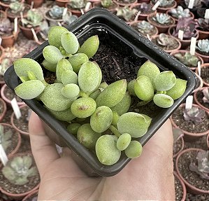 COTYLEDON PENDENS POTE 7