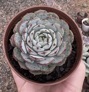 E. MINIMA POTE 9