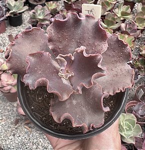 E. GIBB. MURADA POTE 11