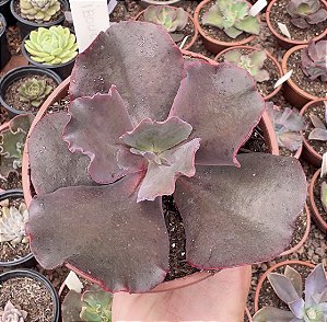 E. GIBB. TIBOUCHINA CUIA 13