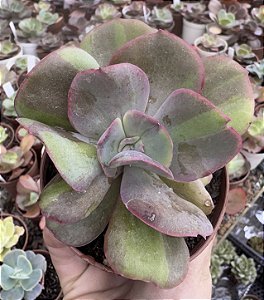 E. GOIABINHA POTE 9