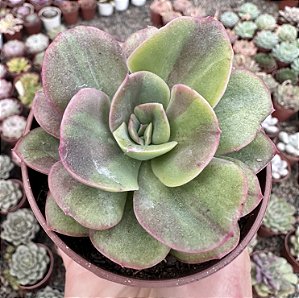 E. GOIABINHA POTE 9