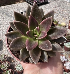 E. SERRANA POTE 9