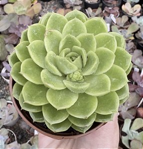 E. LIME´N CHILE POTE 9