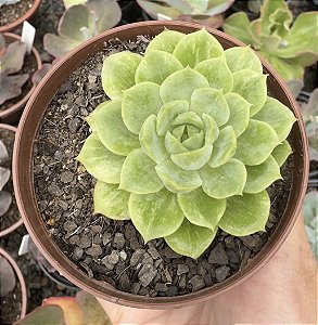 E. LIME´N CHILE POTE 9