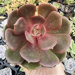 E. ZESTA POTE 7