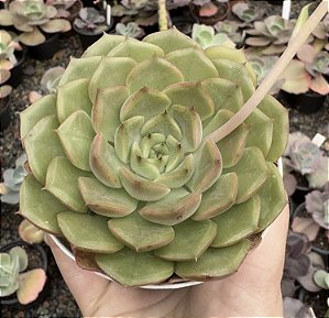 E. LOUISE POTE 9