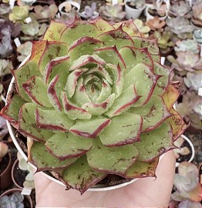 E. ELISHA POTE 9