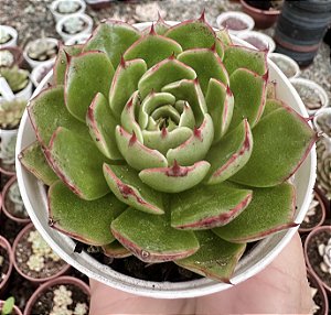 E. ELISHA POTE 9