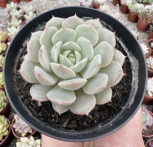 E. CLARA POTE 9