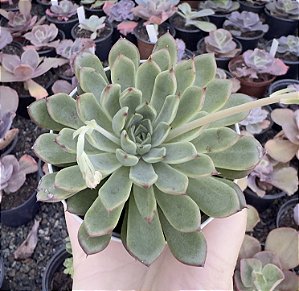 E. ANITA POTE 9