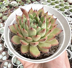E. ANITA POTE 9