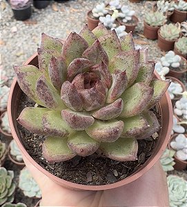 E. BLACK QUEEN POTE 9