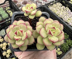 E. TENCHO AGUA BLANCA POTE 7