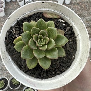 E. MARSH FIRE POTE 9