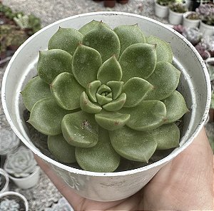 E. MARSH FIRE POTE 9