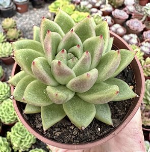 E. AGAVOIDES ESTRELA POTE 9