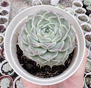 E. HYALINA POTE 9