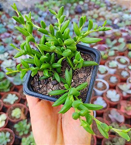SENECIO RADICANS POTE 7