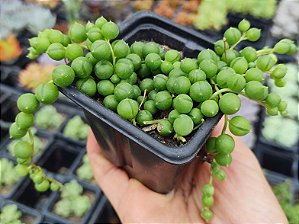 COLAR DE PEROLAS POTE 7