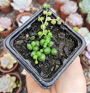 COLAR DE PEROLAS POTE 7