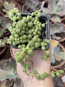 COLAR DE PEROLAS POTE 7