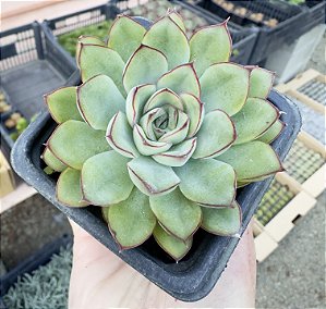 E. PULIDONIS POTE 7
