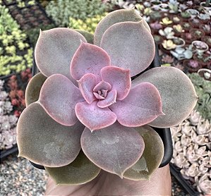 E. PERLE POTE 7