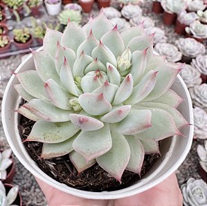 E. ELATION POTE 9