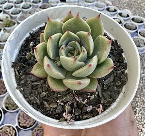 E. TREASURE POTE 9