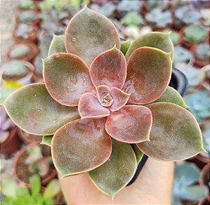 E. DUCHESS POTE 7