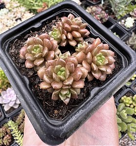 C. LITTLE GEM POTE 7