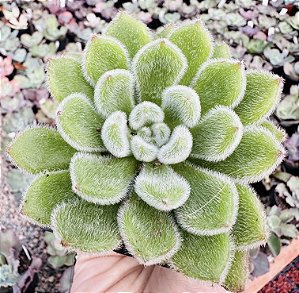 E. SETOSA POTE 7