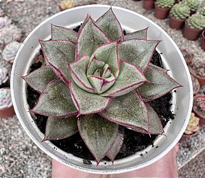 E. MONOCEROTIS POTE 9
