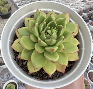 E. DARK GREEN POTE 9