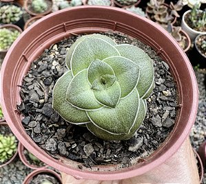 C. HEMISPHAERICA  POTE 9