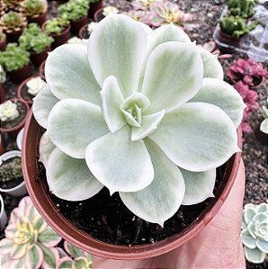 E. LEMON ROSE VAR. POTE 9
