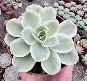 E. LEMON ROSE VAR. POTE 9