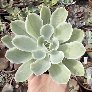 E. LEMON ROSE VAR. POTE 9