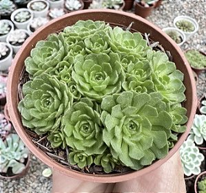 ROSULARIA PLATYPHYLLA POTE 9