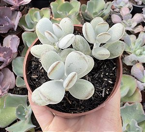 COTYLEDON OOPHYLLA POTE 9