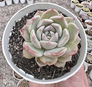 E. BLUEBELL POTE 9