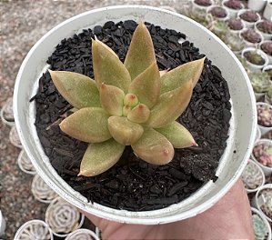 E. TOLIMANENSIS GOLDEN FORM POTE 9