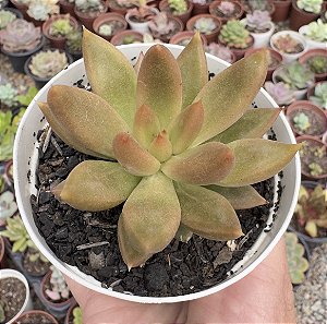 E. TOLIMANENSIS GOLDEN FORM POTE 9