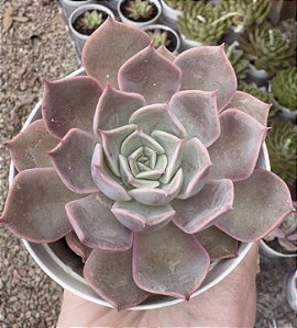 E. PURPLE COLOR POTE 9