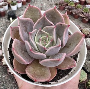 E. PURPLE COLOR POTE 9