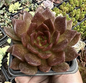 E. BLACK PRINCE POTE 7